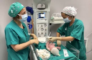 Curso en Salud de Competencias de Enfermería Especializada en UCI Neonatal